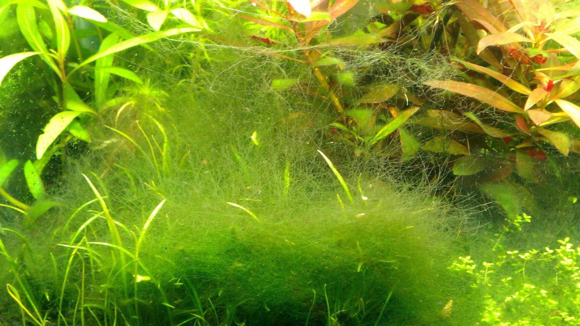 Rêu tóc xuất hiện rất nhiều trong bể và ống nước không che sáng gây nghẹt ống nước